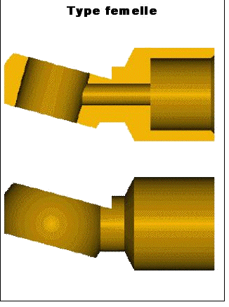 Type femelle